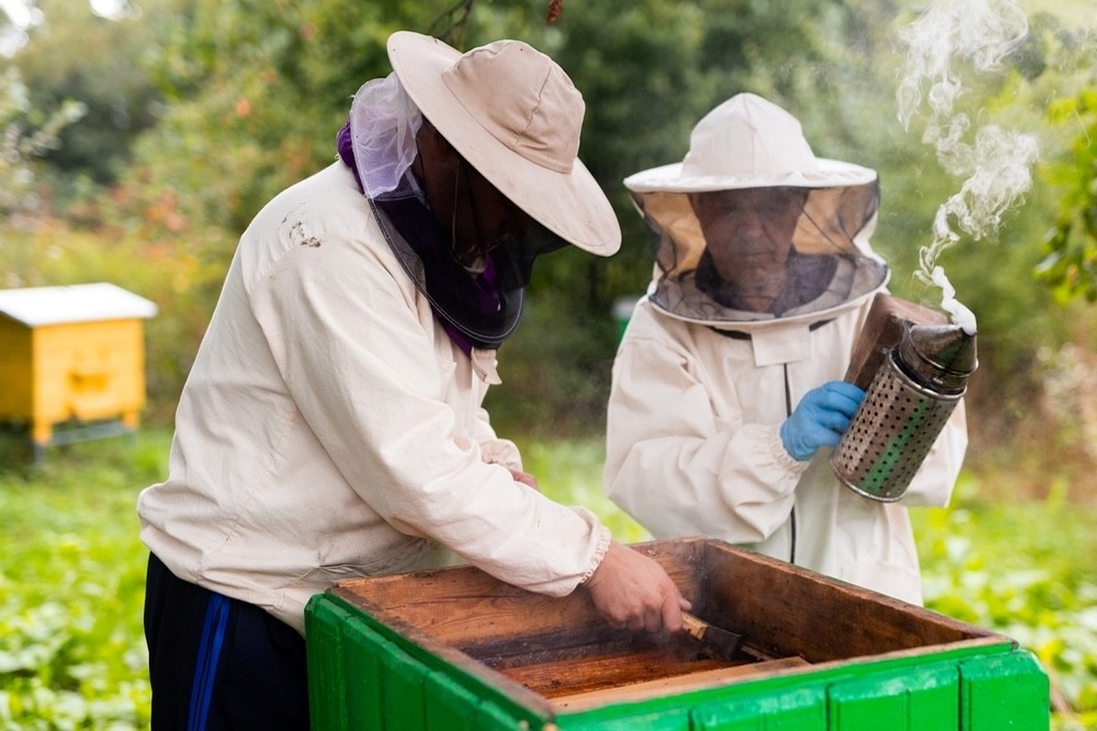 Te explicamos como iniciarte en la apicultura paso a paso